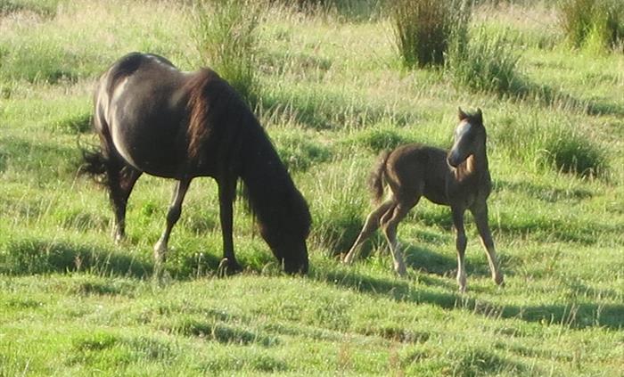 Wildlife near Dolgoch